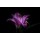 Fototapetas Violetinė gėlė